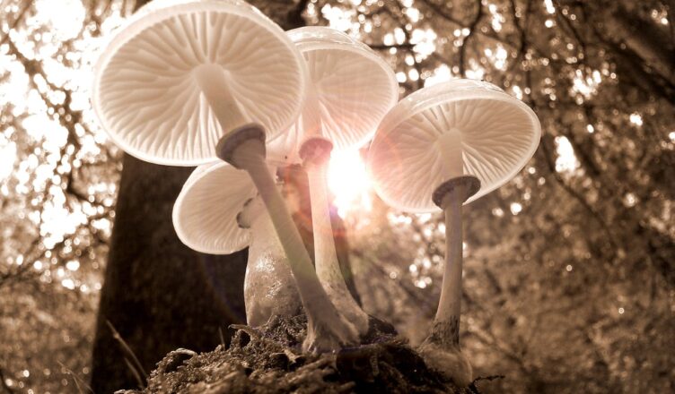 קורס פתרון חלומות ופירוש חלומות